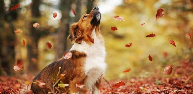 cane-autunno-folgaria